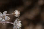 Carolina milkweed